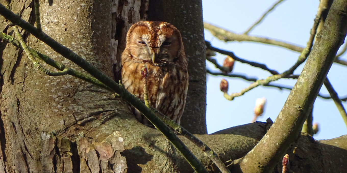 Chouette hulotte (Strix aluco) de forme rousse © Jean-Luc Allard